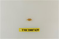 藏品(拉氏清溪蟹)的圖片